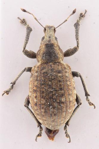 Liophloeus tessulatus